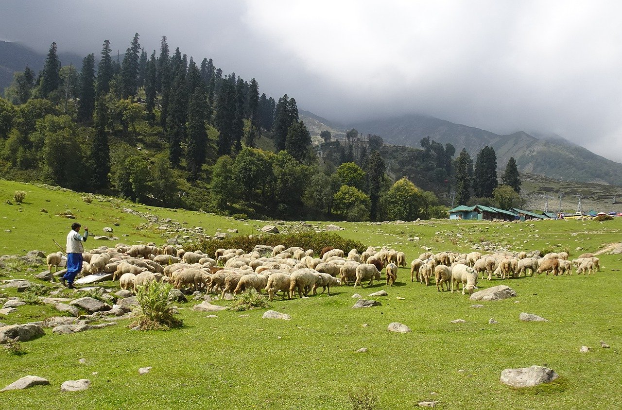 DAY 03:- SRINAGAR - GULMARG 